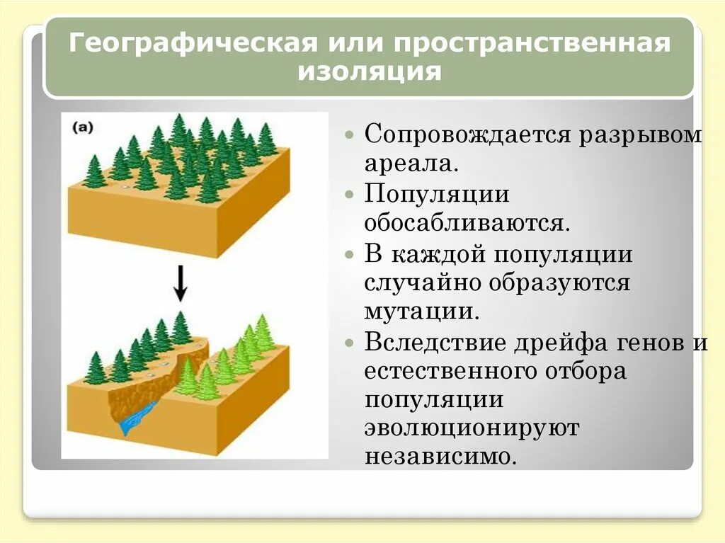 Пространственная изоляция популяций. Пространственная изоляция примеры. Изоляция дрейф генов. Пространственно территориальная изоляция. К чему приводит изоляция популяции