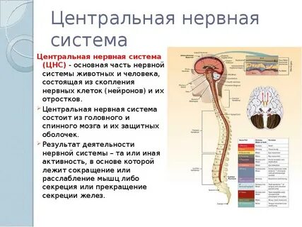 Нервы к какой системе относятся