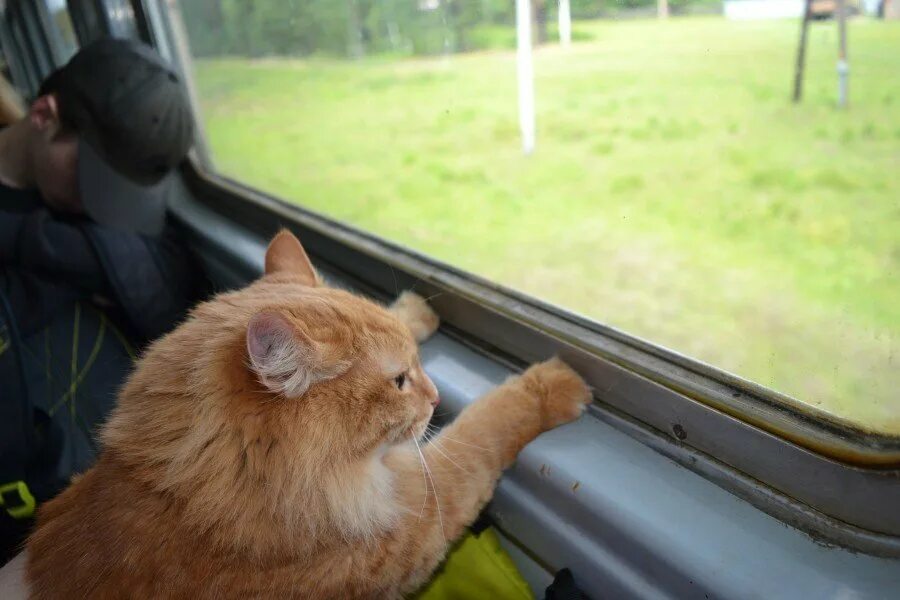 Коты ездят. Кот в поезде. Котенок в электричке. Автобус с рыжим котом. Котик в автобусе.