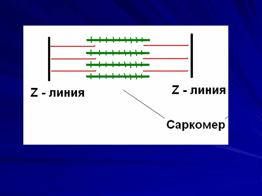 Сокращение саркомера. Саркомер строение. Зависимость силы сокращения от длины саркомера. М-линия саркомер. Z линия саркомера.