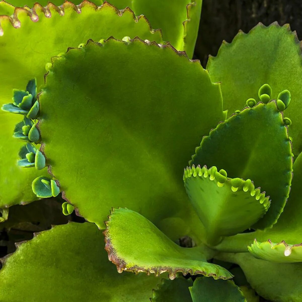 Каланхоэ пильчатолистное (Kalanchoe serratifolium). Каланхоэ бриофиллум Дегремона. Каланхоэ Дегремона, Блоссфельда. Бриофиллум перистый. Как разводить каланхоэ