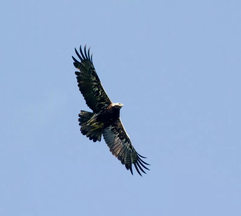 орел взрослых сайт
