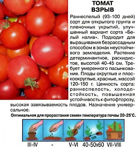 Семена томат взрыв. Описание томата взрыв томат взрыв описание сорта. Семена СЕДЕК томат взрыв. Томат взрыв описание урожайность