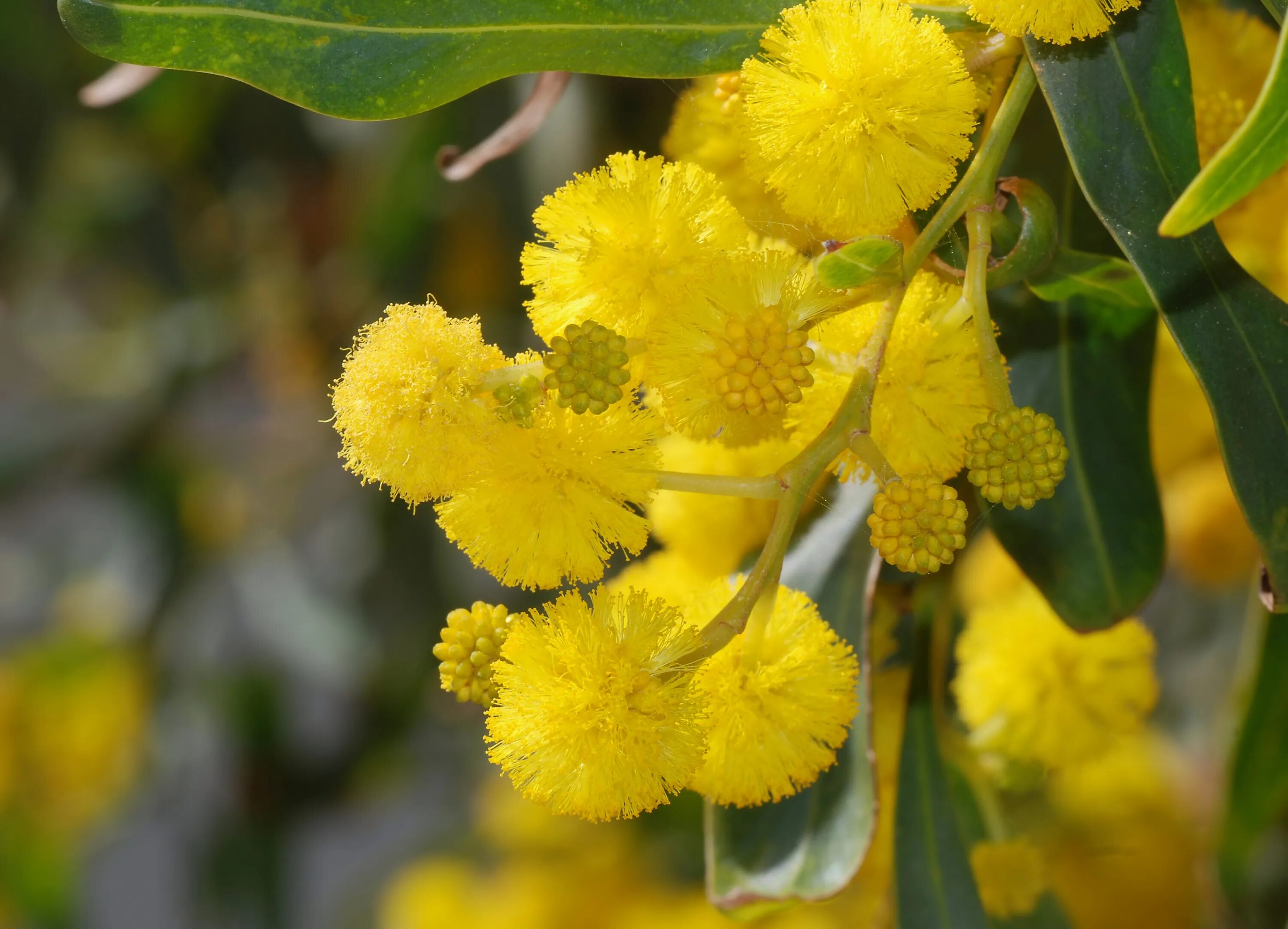 Почему акацию называют мимозой. Акация Ивовая. Акация Ивовая (Acacia saligna). Акация серебристая Мимоза. Acacia cyanophylla.