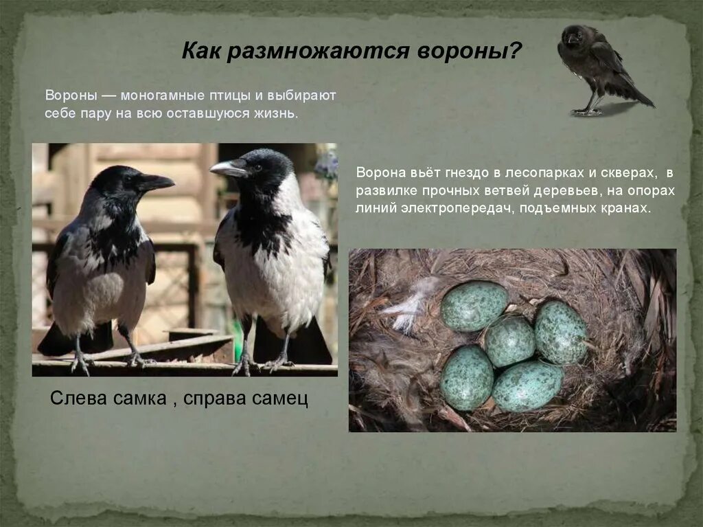 Птицы тип оплодотворения. Как размножаются вороны. Размножение птиц. Серая ворона самец и самка отличия. Размножение ворон.