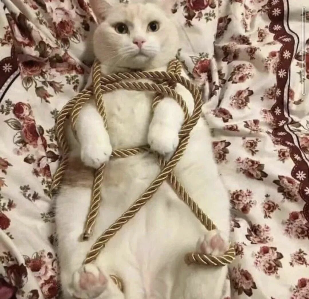 Кисуа. Кот на веревке. Шибари кот. Связанная кошка. Связанный кот веревками.