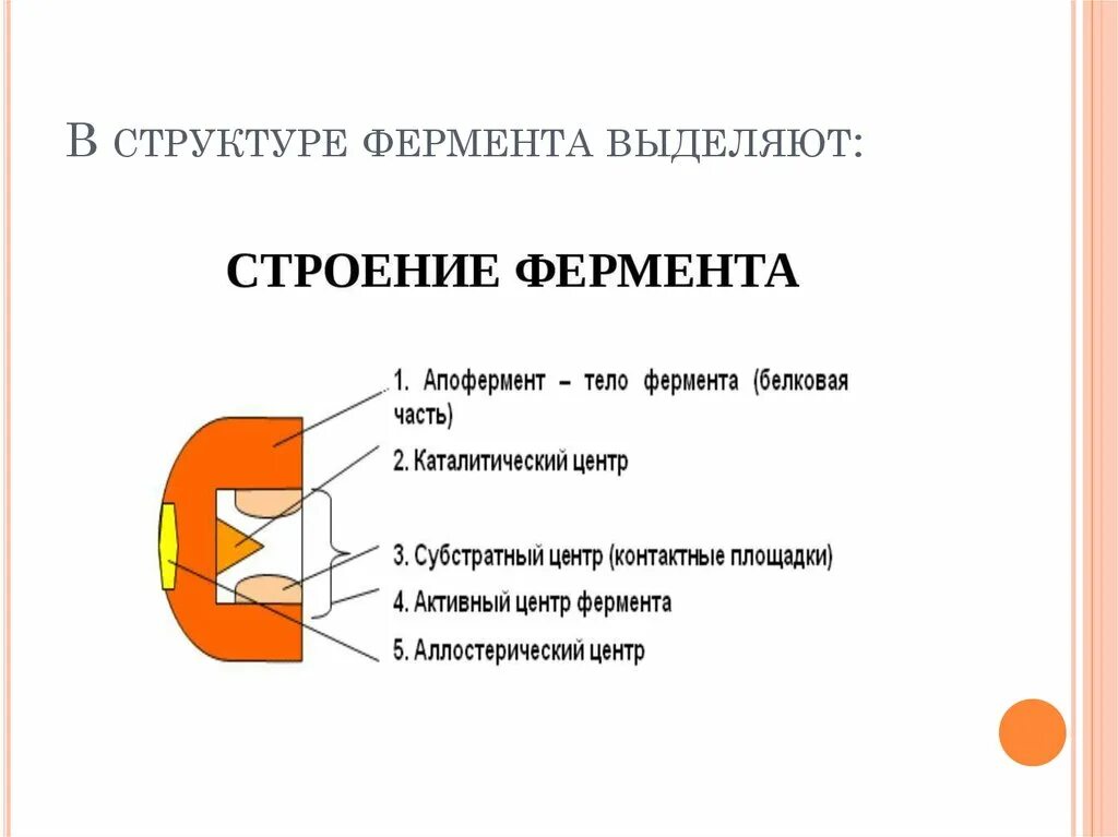 Строение сложного фермента. Строение фермента схема в биохимии. Строение простых ферментов. Строение ферментов биохимия. Состав центров ферментов