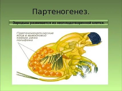 Половое размножение из неоплодотворенной яйцеклетки