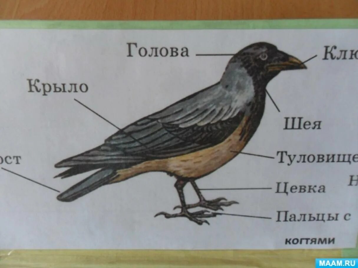 Строение птицы. Части тела птицы. Части птицы для детей. Строение птицы картинка для детей.