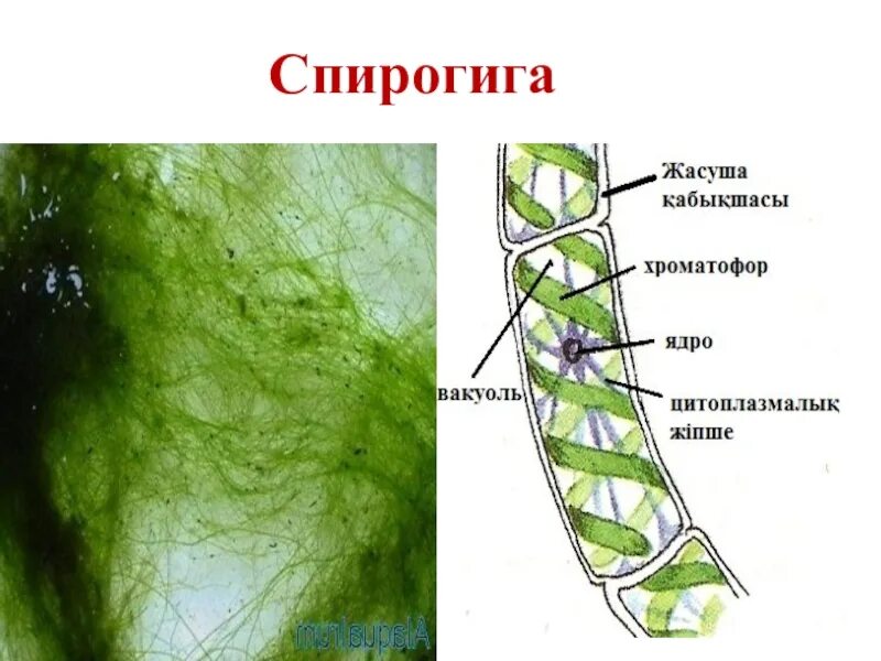Хламидомонада и спирогира. Ламинария и улотрикс. Хроматофоры водорослей улотрикс. Спирогира красная водоросль. Таллом спирогиры.