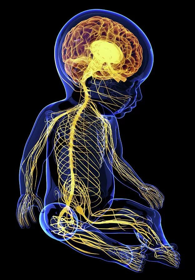 Нервная система ребенка. Центральная нервная система ребенка. Нервная система новорожденного ребенка. Нервная системамноворожденнвх. Центральная нервная система новорожденного