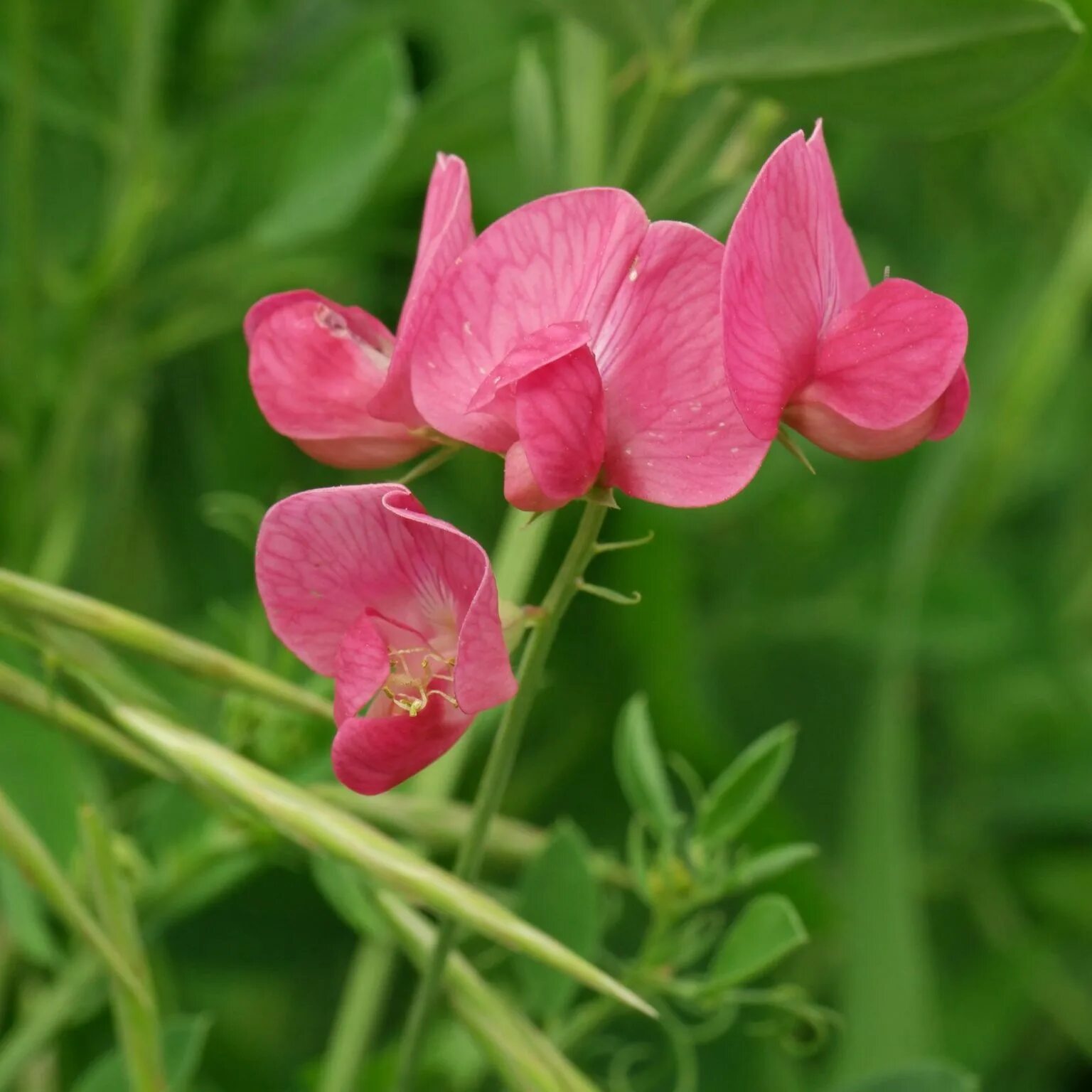 Покажи чина. Чина клубневая (Lathyrus tuberosus l). Чина Лесная Lathyrus Sylvestris. Чина Болотная Lathyrus palustris. Сорняк чина клубненосная.