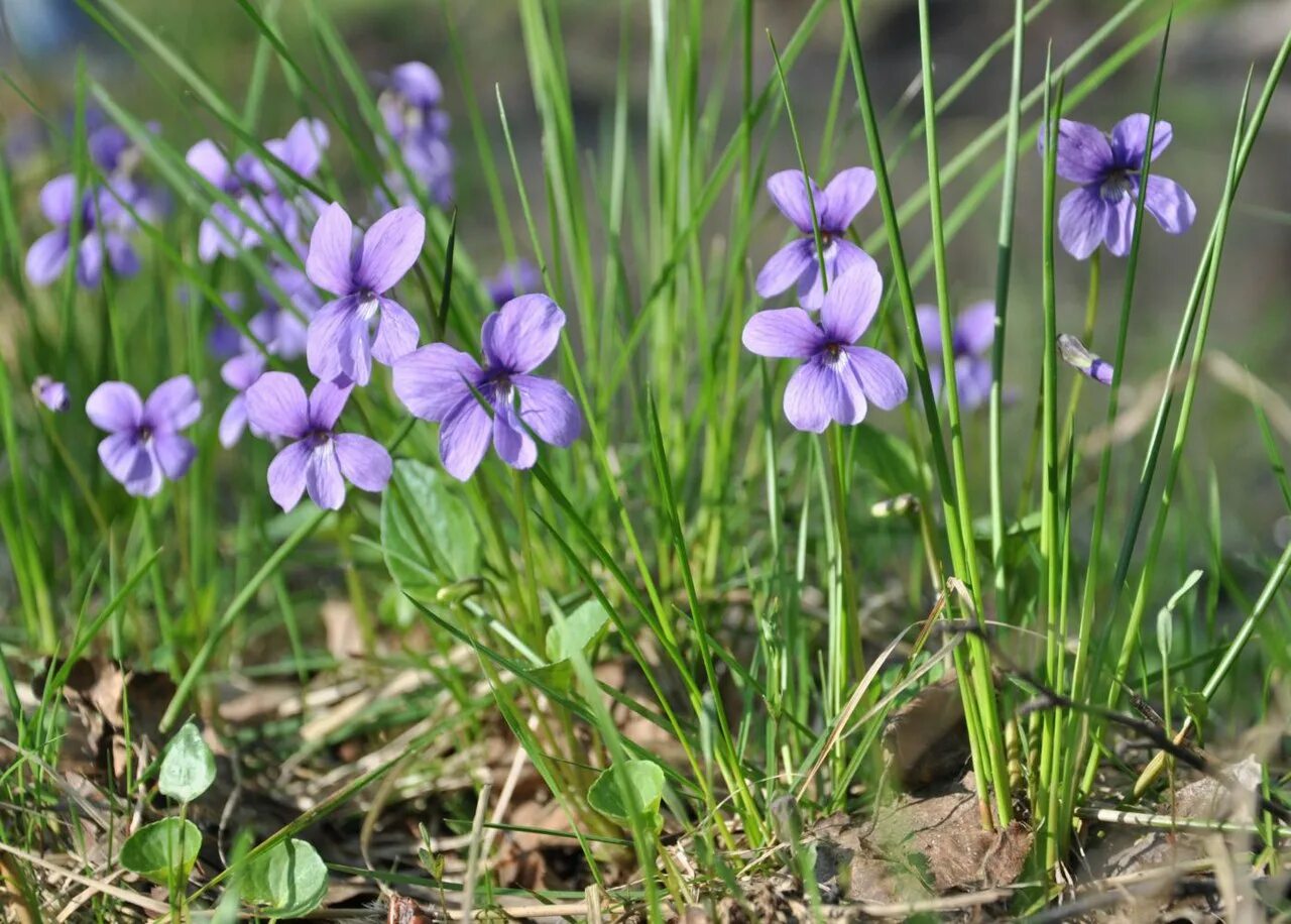 Первоцветы подмосковья фото с названиями. Фиалка топяная Viola uliginosa. Фиалка топяная – Viola uliginosa Bess. Фиалка топяная в Беларуси. Первоцвет фиалка Лесная.