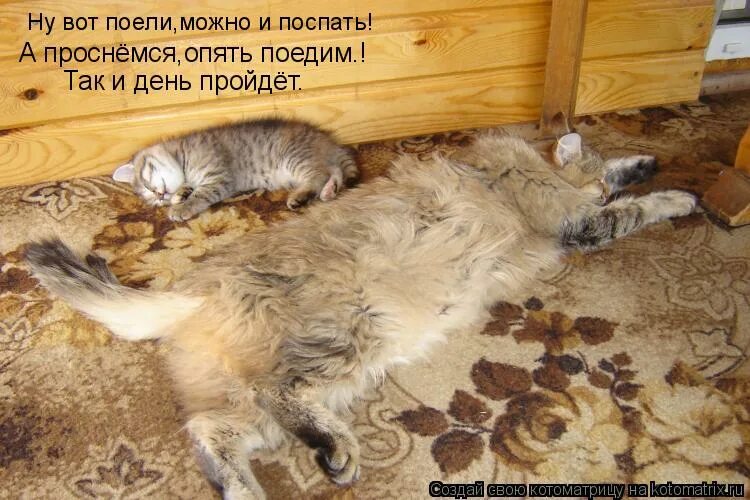 Его можно есть и спать. Поесть поспать. наелся можно и поспать. котенок объелся. вот и поели кот.