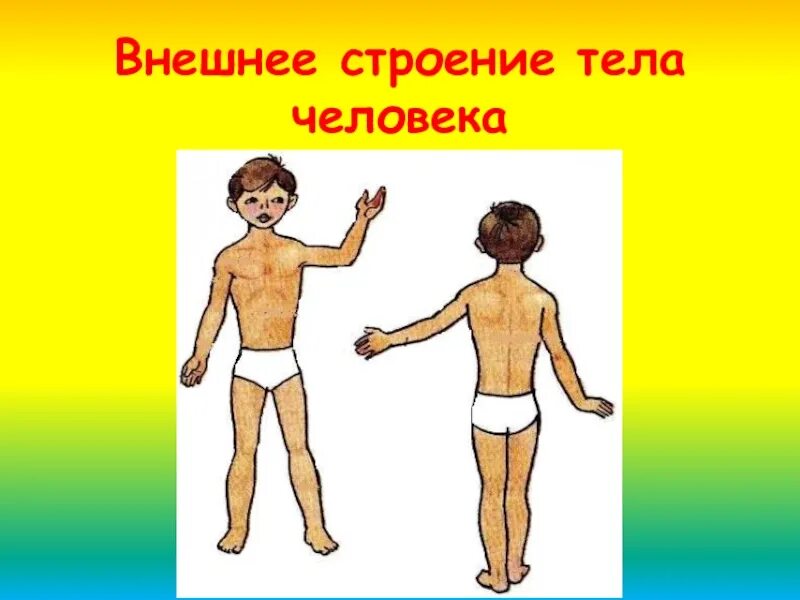 Картинка тело человека. Строение тела человека для детей. Презентация части тела. Части тела презентация для детей. Внешнее строение тела человека для дошкольников.