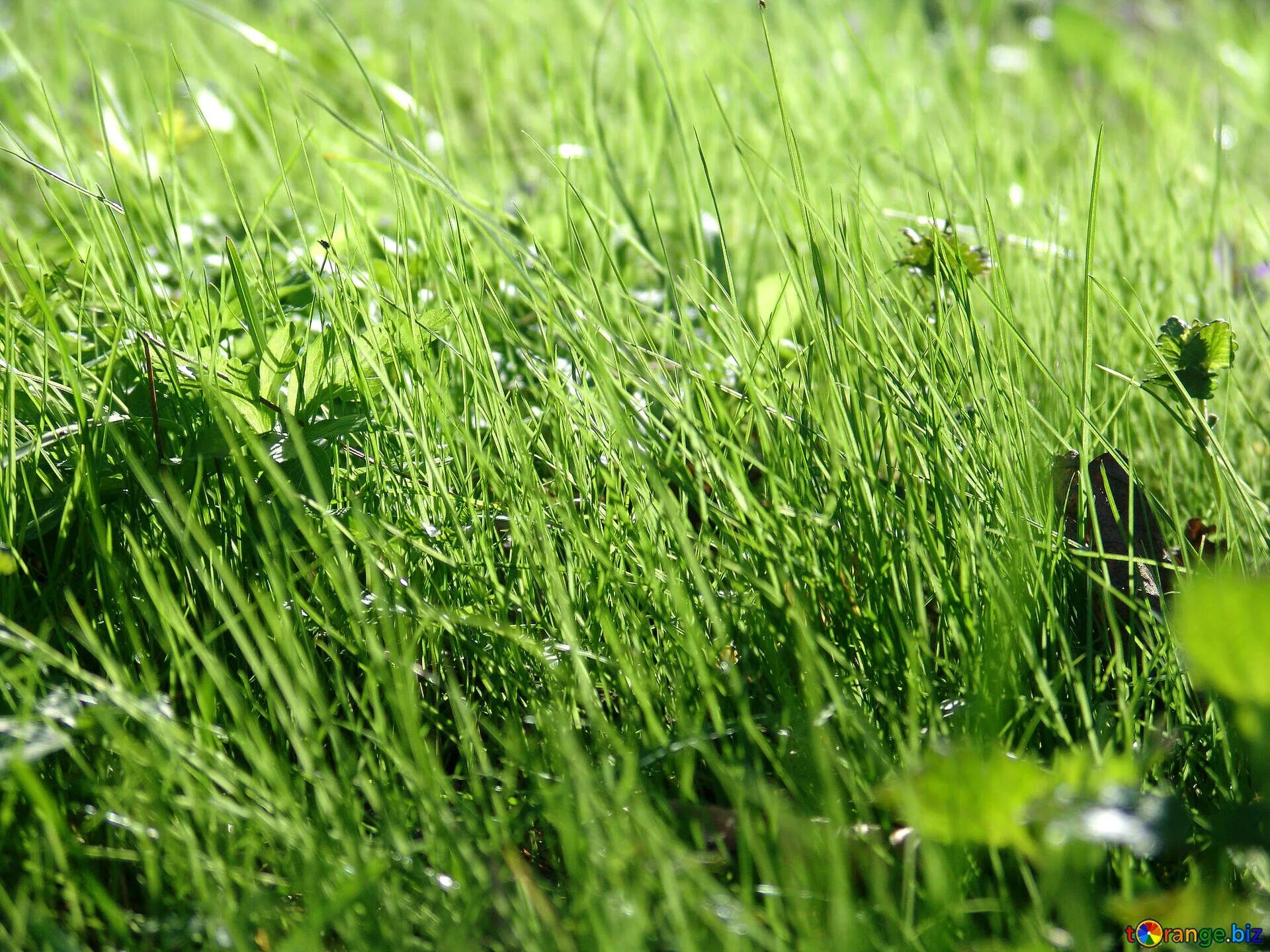 Grass network. Травка мокнец. Душистый газон. Рожь газон. Газон колосится.