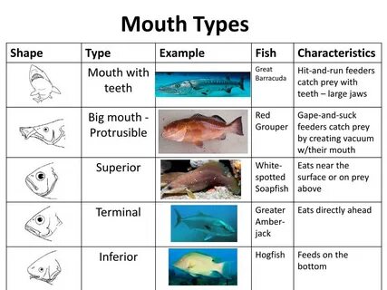 Mouth перевод на русский