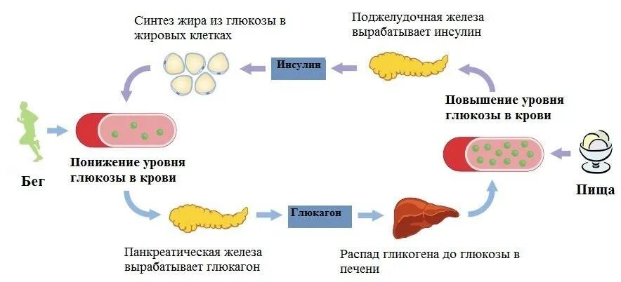 Установите последовательность этапов получения инсулина. Процесс расщепления Глюкозы в крови. Биосинтез инсулина схема биохимия. Схема действия инсулина на жировую ткань. Инсулин распад сахара.