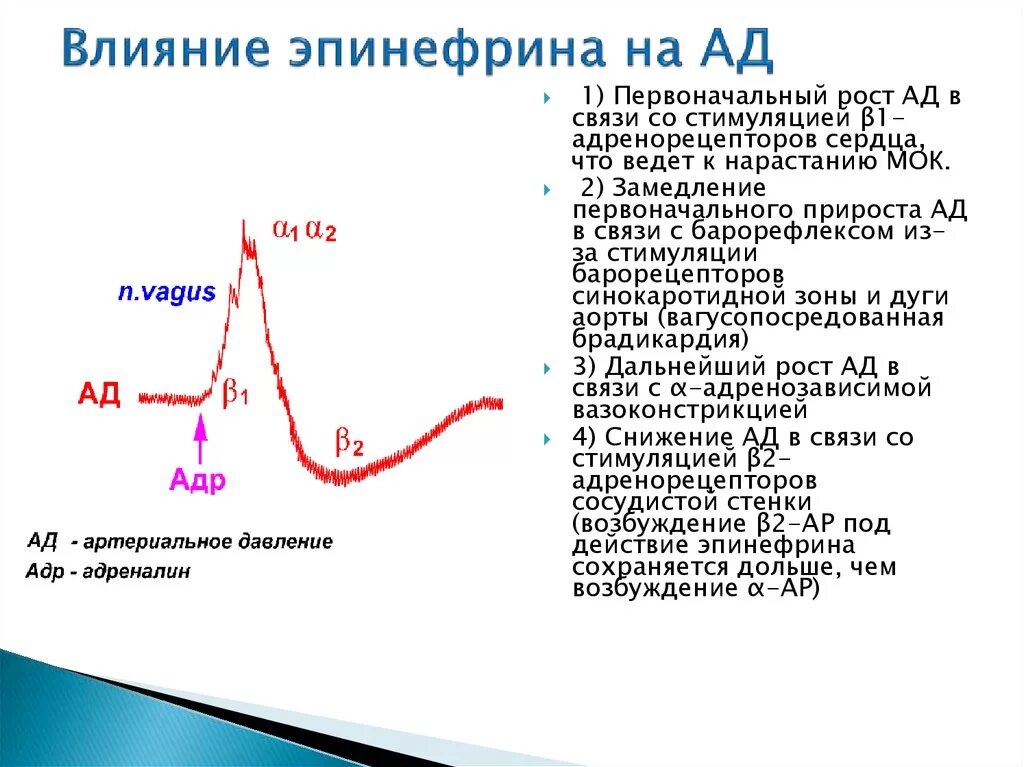 Снижение адреналина. Влияние адреналина на артериальное давление. Влияние адреналина на ад. Влияние эпинефрина на артериальное давление. Влияние эпинефрина.