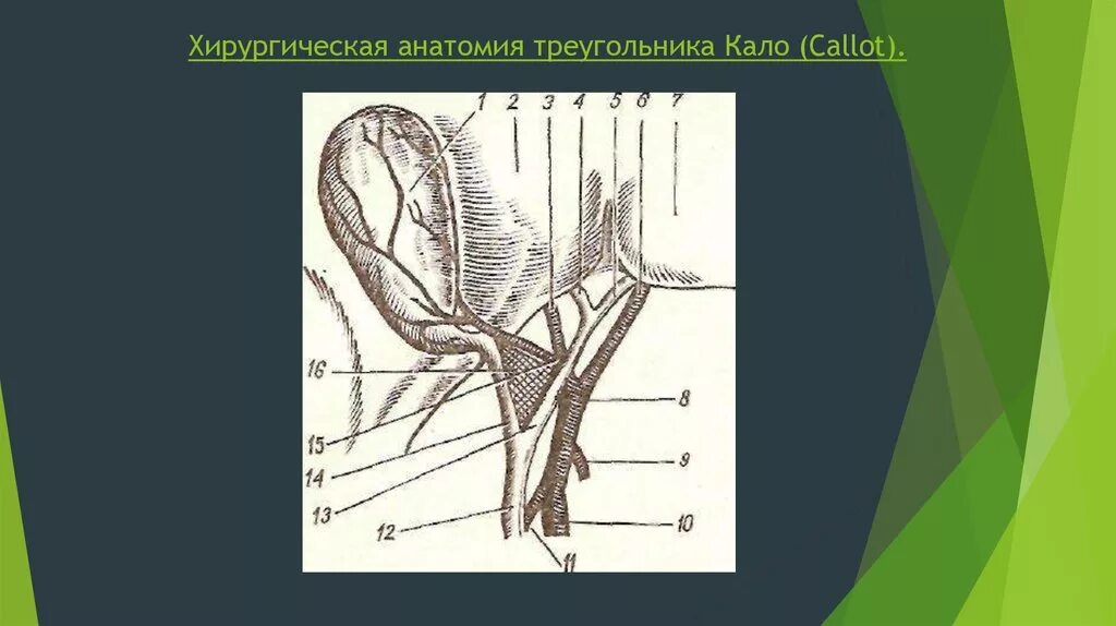 Треугольник кало