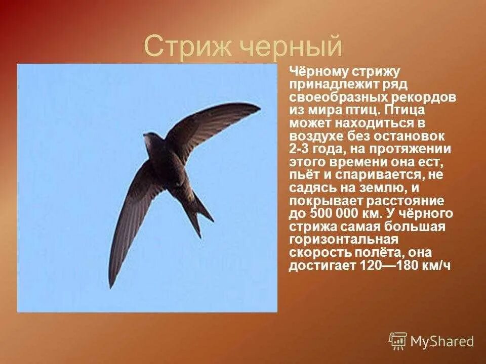 Информация о стрижах для 4 класса. Интересные сведения о Стрижах. Сообщение о Стрижах. Доклад о Стрижах. Стрижи птицы интересные факты.