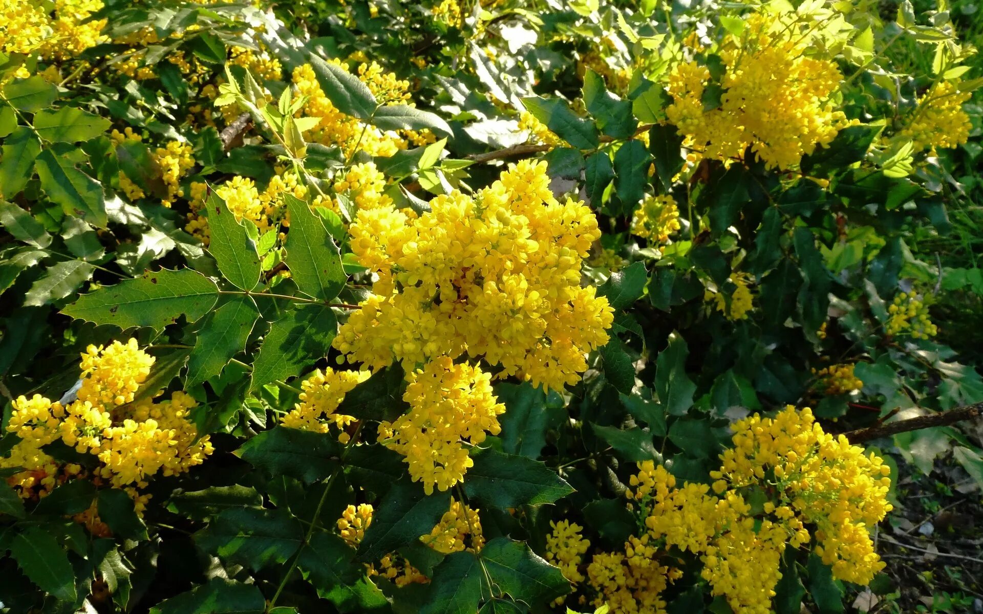 Кемер куст желтый. Форзиция штамбовая. Желтый кустарник форзиция. Куст цветущий желтыми. Форзиция промежуточная liliane.