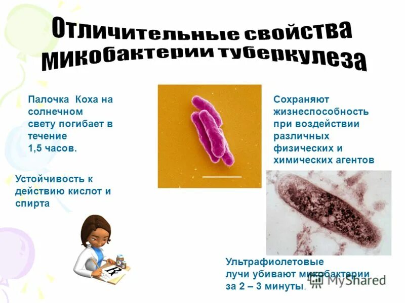 туберкулезная палочка царство какое