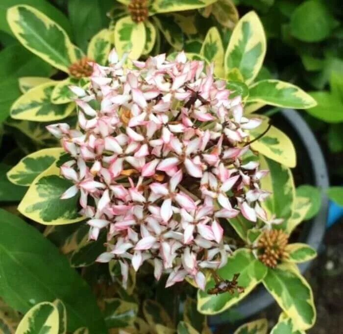 иксора оранж махровая. иксора цветок красная. иксора махровая. иксор 4. иксора яванская.