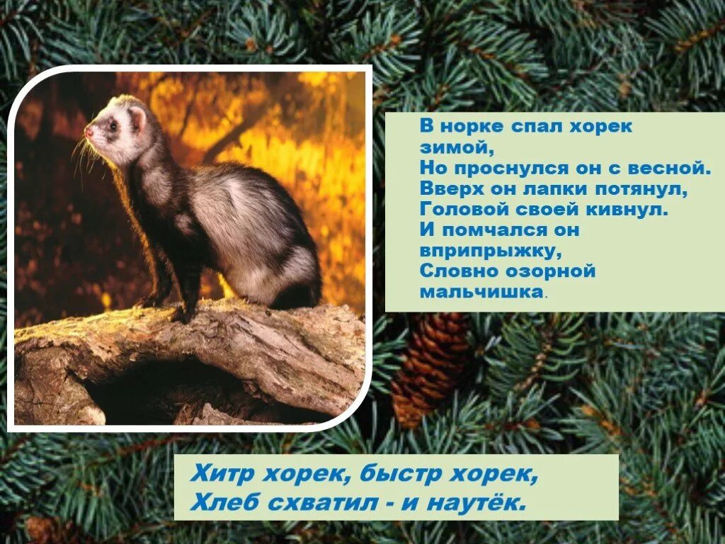 Норка европейская красная книга тверской области. Европейская норка красная книга свердловской области. Загадки про хорьков. Норка животное. Стих про норку.