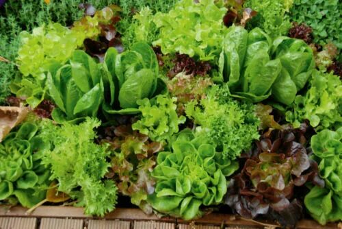 Image result for healthy salad greens Types of lettuce, Lettuce, Green vegetable