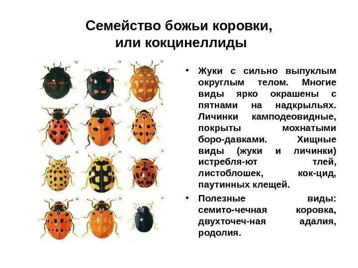 Божья коровка полное или неполное. Божья коровка систематика. Внешнее строение Божьей коровки. Внешнее и внутреннее строение Божьей коровки. Внешние строение насекомых Божья коровка.