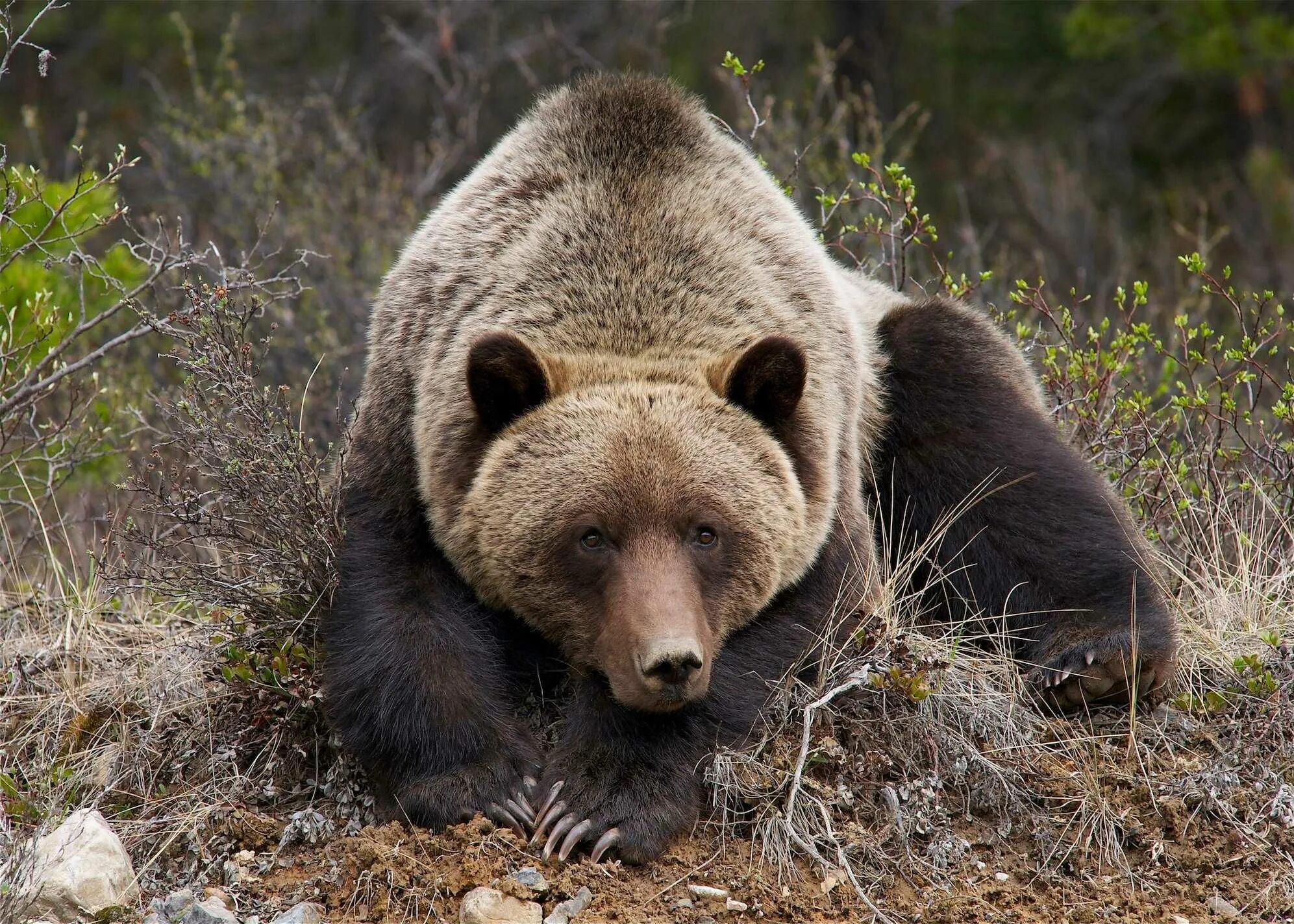 Северная Америка медведь Гризли. Бурый медведь (Ursus arctos). Гризли и бурый медведь. Медведь Гризли в Канаде.