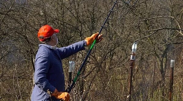 Какие деревья обрабатывают бордосской жидкостью. Бордосская смесь для опрыскивания. Бордосская смесь для обработки деревьев весной. Опрыскивание виноградников. Обработка деревьев бордосской смесью осенью.