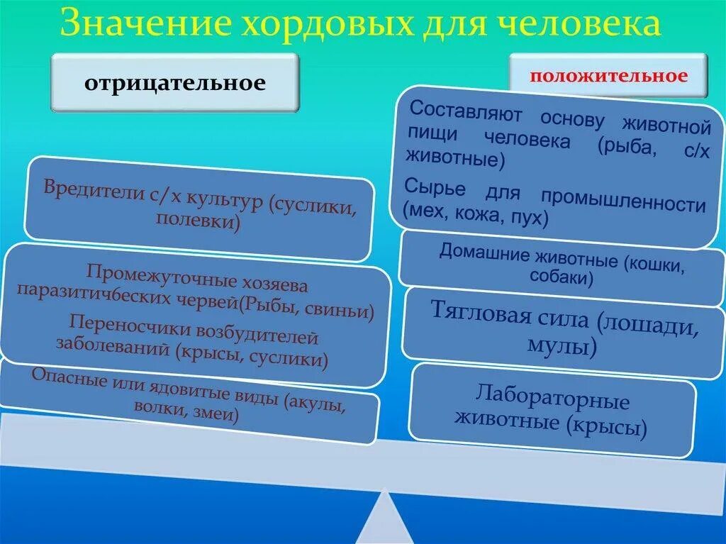 Значение хордовых. Значение хордовых в природе и жизни человека. роль хордовых в жизни человека. значение хордовых в природе. роль хордовых в природе.