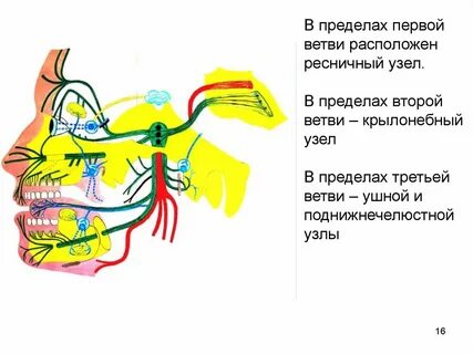 Расположены ветви