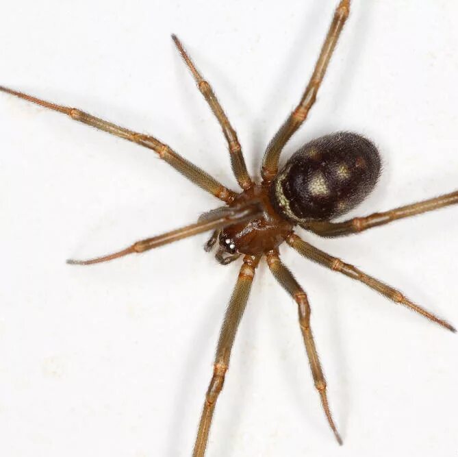 Стеатода Гросса. Стеатода (лат. Steatoda grossa). Стеатода Пайкулля. Steatoda Nobilis паук чёрный.