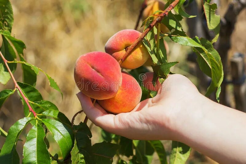 Нектарин донат. Персик дерево. Плодоносящий персик. Персик в руке. Персики на ветке.