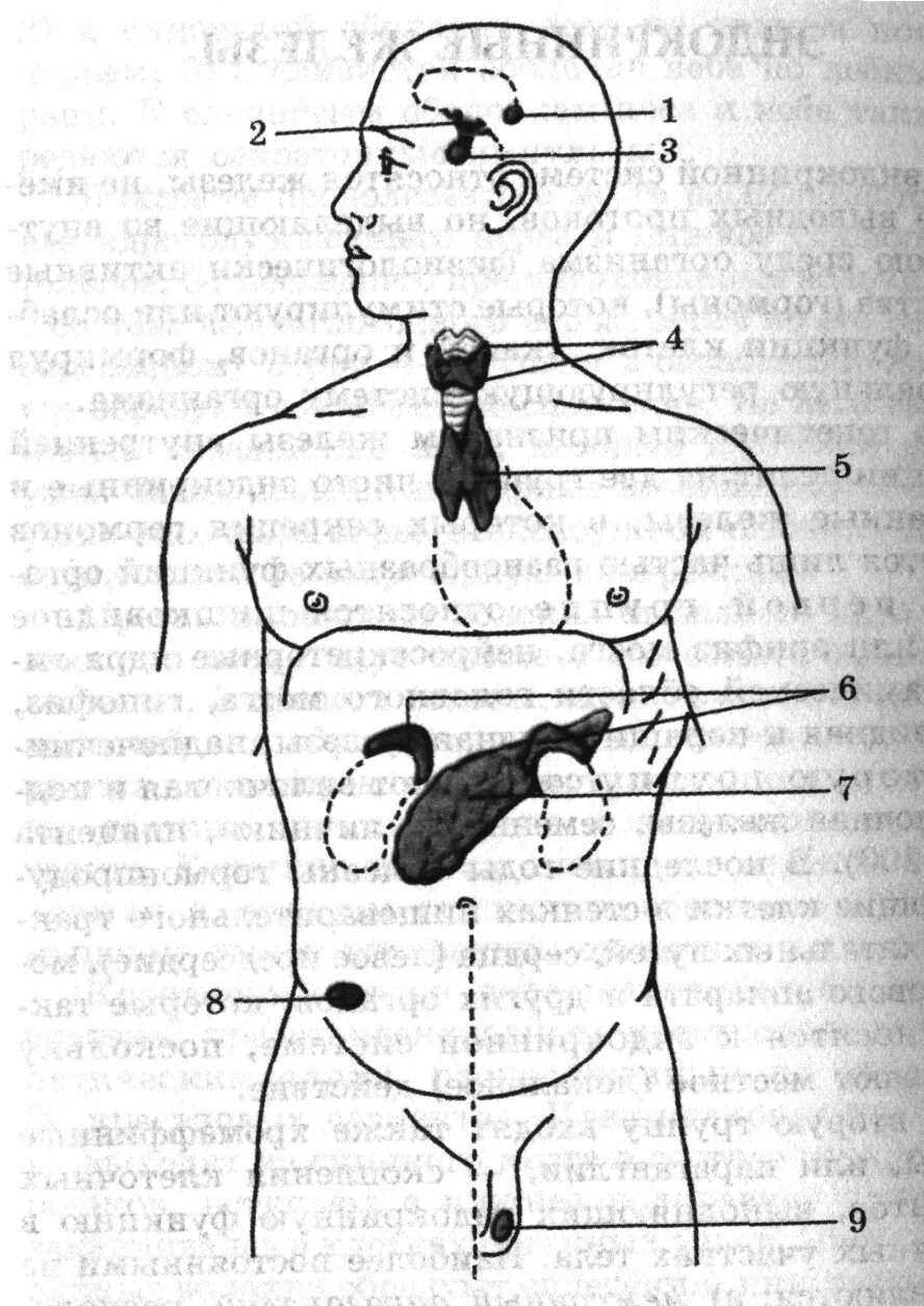 Рисунок эндокринной системы человека. Схема желез эндокринной системы. Схема расположения эндокринных желез человека. Месторасположение желез внутренней секреции рисунок. Схема желез внутренней секреции человека.