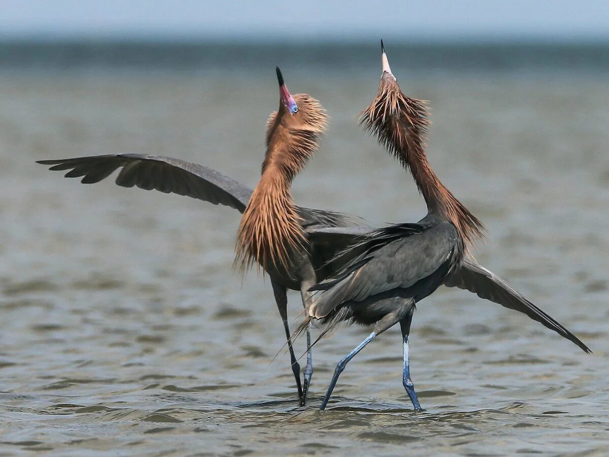 Птица пляшет. Голубоногая цапля. Reddish Egret птица. Танец птиц. Брачные танцы птиц.