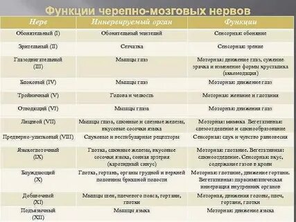 Названия пар черепно мозговых нервов