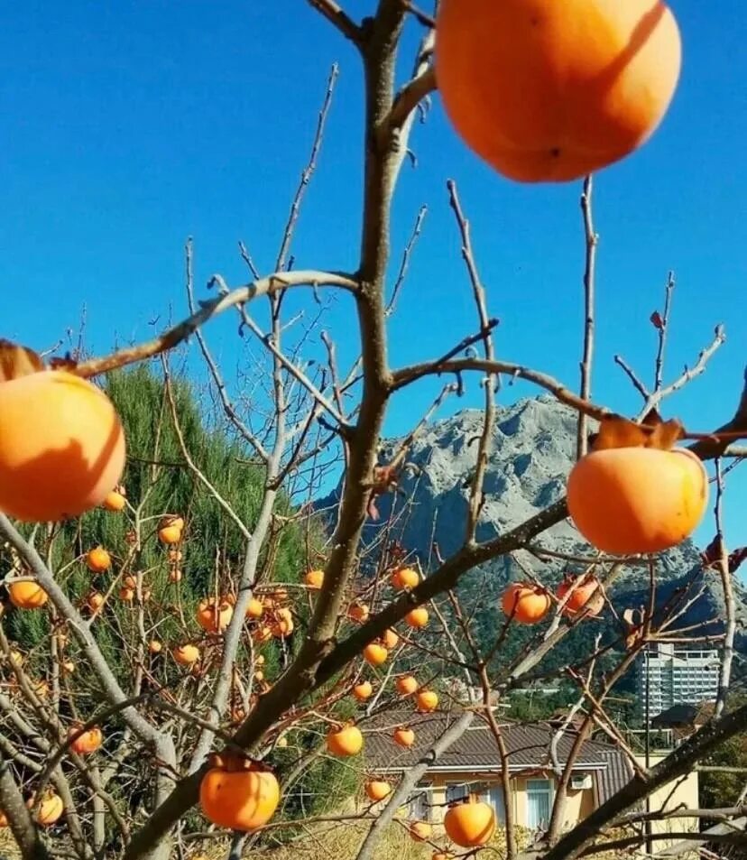 Хурма куст. Хурма дерево. Хурма в Крыму. Деревья хурмы в Крыму.