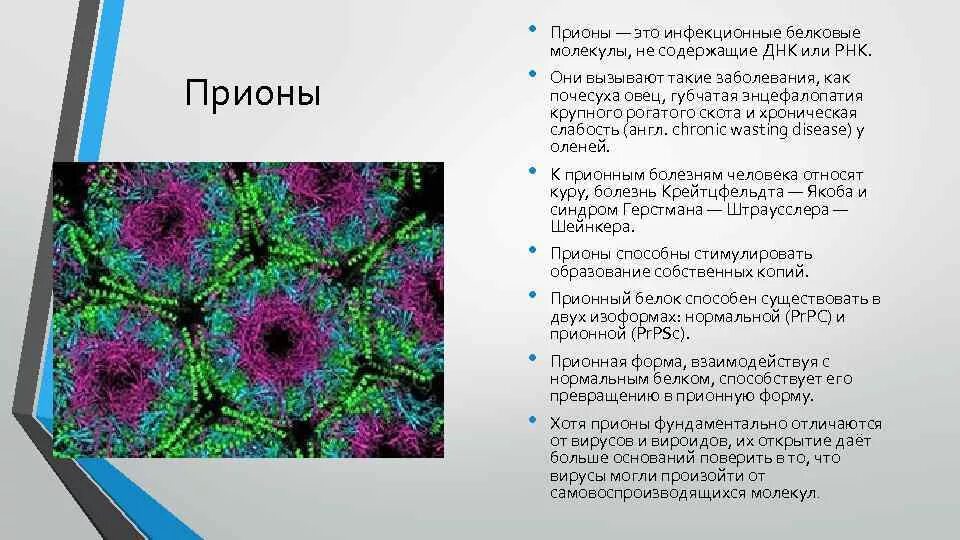 Вирус состоит из молекул. Прионы это вирусы. вирусы прионы, медленные инфекции. прионовые инфекции микробиология. вирусы вироиды прионы.