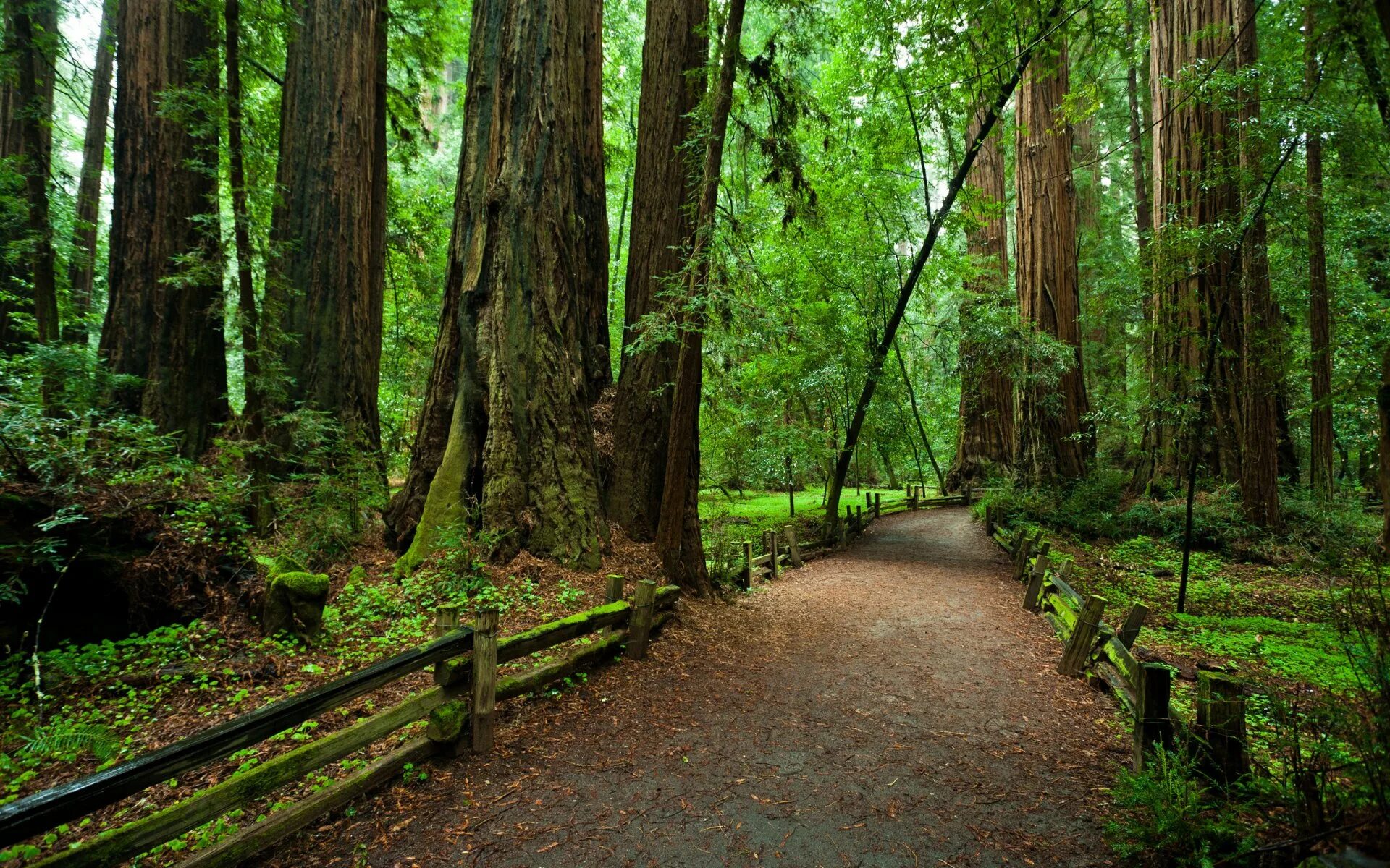 В отдельных местах леса где. Национальный парк Редвуд Калифорния. Национальный парк «Редвуд» в Калифорнии. Редвуд национальный парк в Америке. Парк Секвойя Калифорния.
