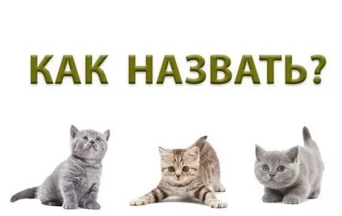 Клички для кошек на букву м