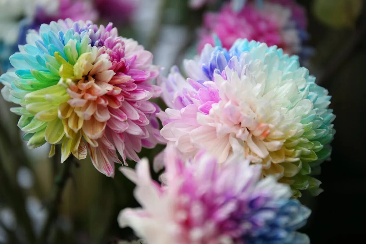 Радужная одноголовая хризантема. Букет с крашеной хризантемой антонов. Как красят хризантемы. Хризантема рейнбоу сансет. Хризантема штучка крашеная.