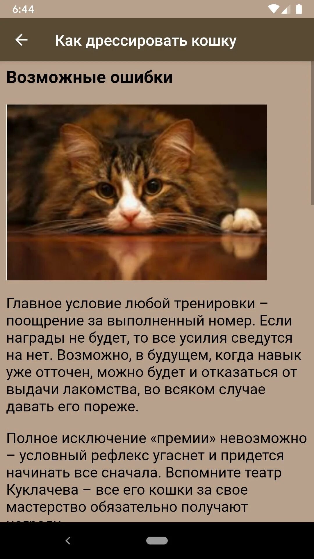 Как дрессировать кошку. Как надрессировать кошку. как натренировать кошку. как дрессировать обычных кошек.