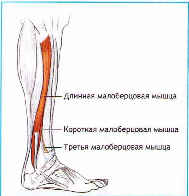 Малоберцовые мышцы голени. Длинная малоберцовая мышца голени. Сухожилие голени сбоку. Передняя большеберцовая мышца голени.