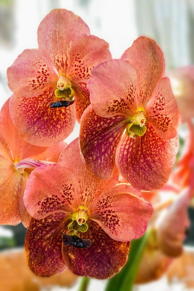 Орхидея phalaenopsis autumn wind. Фаленопсис yellow kizz. Фаленопсис биг лип осенний ветер. Орхидея осенний ветер. Фаленопсис карен биг лип.