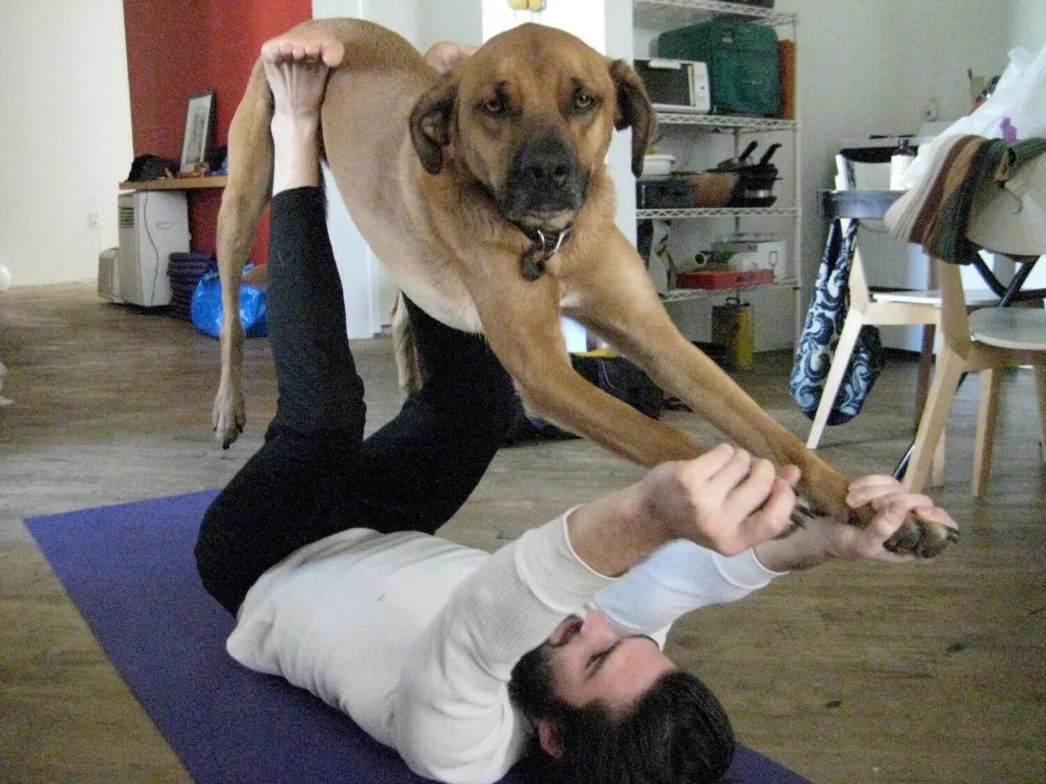 спортивные собаки. обезьяны бонобо спариваются. человек занимающийся животными. активная прогулка с собакой. собака занимается йогой.