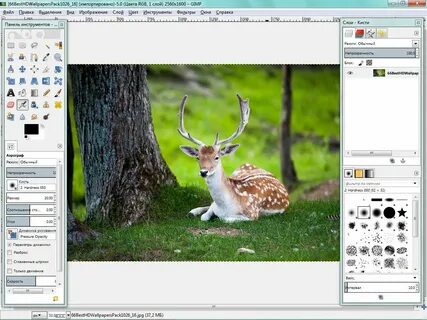 Бесплатные программы gimp